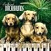 dachshund8 - Longhaired Dachshunds 2010 Wall Calendar