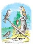American Lanier Falcon (Prairie Hawk) - 12x18 Framed Print in Black Frame (17x23 finished)