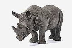African Black Rhino