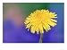 Common Dandelion, Taraxacum Officinale Flower, Great Smoky Mtns. National Park, TN Bo...