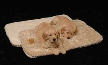 PRECISION PET SNOOZZY SLEEP TIGHT 35 X 22 inch