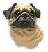 Pug Dog Magnet