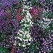 SUTTONS SEEDS: Lobelia String of Pearls Seeds (650 seeds)
