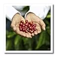 Save on Portrait of Don Francisco Serracin, founder of Don Pachi Estate, holding whole Geisha coffee beans - 8x8 Iron On Heat Transfer For White Mater