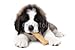 Wallmonkeys Peel and Stick Wall Decals - Saint Bernard Puppy Enjoying a Treat on White Background - 18