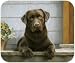 Chocolate Labrador On Porch Lab Dog Puppy Mouse Pad MousePad