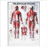 The The Muscular System 3D Raised Relief Chart