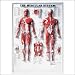 The The Muscular System 3D Raised Relief Chart