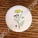HERBS FENNEL SPICE KITCHEN DRAWER PULLS KNOBS