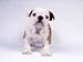 French Bulldog Puppy Animals Photographic Poster Print by Aflo, 12x9
