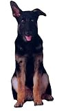 German Shepherd Dog Breed Magnets - Set of 3