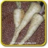 'Mammoth Sandwich Island' - Salsify Seeds - Jumbo Seed Packet (200)