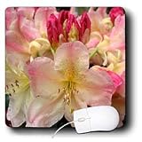 Flowers - Rhododendron - Mouse Pads