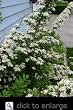 Snowmound Spirea Two Gallon Blooming Shrub