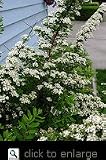 Snowmound Spirea Two Gallon Blooming Shrub