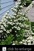 Snowmound Spirea Two Gallon Blooming Shrub