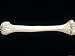 Human Arm Bone Humerus Photographic Poster Print, 16x12