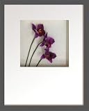 �s�t�����[�t���[���tHana concept frame Cattleya�i�J�g���A�j
