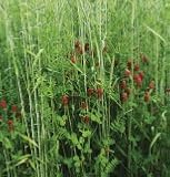 31yGXSF3ZtL. SL160  Davids Cover Crop Fall Green Manure Mix 1 Pound Order