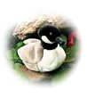 Canada Geese - Audubon Plush Bird (Authentic Bird Sound)