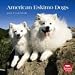 dogs8  - American Eskimo Dogs 2010 Wall Calendar