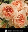 Carding Mill English Rose Bush Five Gallon Plant