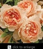 Carding Mill English Rose Bush Five Gallon Plant