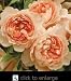 Carding Mill English Rose Bush Five Gallon Plant
