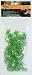 Natural Bushy Mexican Phyllo - Large 18 - 21