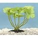 Hydroclover Plant - Small - 4 in.