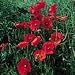 SUTTONS SEEDS: Field Poppy Seeds (2,800 seeds)