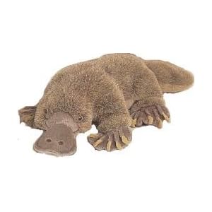 Plush Platypus 18