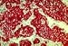 BioHit Cytokeratin 18, 4B11, Purified, 100  g