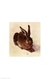 Young Hare, Fine Art Print by Albrecht Dürer, 14x22
