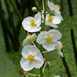 Common Arrowhead (Sagittaria latifolia) - Jumbo Wildflower Seed Packet