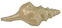 Large White Chocolate Conch Shell -Iriidescent Finish