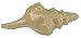 Large White Chocolate Conch Shell -Iriidescent Finish