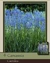 Camassia Caerulea Pack of 4 Bulbs