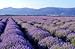 Alteya USDA Organic Bulgarian Lavender Essential Oil 1 Fl Oz/30 mL