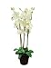 Bild: Orchidee, wei�, 80cm