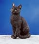Cat - British Bombay