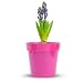 Flower Series - Hyacinth - Hyacinth Blue on White - 18