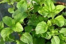 Lavender Mint Live Plant Lavender Mint Live Plant