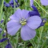 Linum lewisii (Lewis Flax) - Bulk Wildflower Seeds