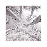 Silver Birch, Print, 500 x 500 mm, Artist: Adam Brock
