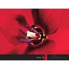 【クリックで詳細表示】ポスター ジョーソン Tulipa