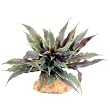 RZIL EARTH STAR 6" PLANT