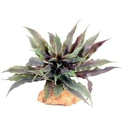 RZIL EARTH STAR 6" PLANT