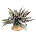 RZIL EARTH STAR 6" PLANT