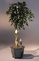 Bonsai Boy's Golf Ball Hawaiian Umbrella Bonsai Tree<br>With Miniature Golfer Figurine<br><i>(arboricola schefflera)</i>